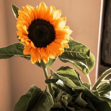 Otel Liberty Spresiano